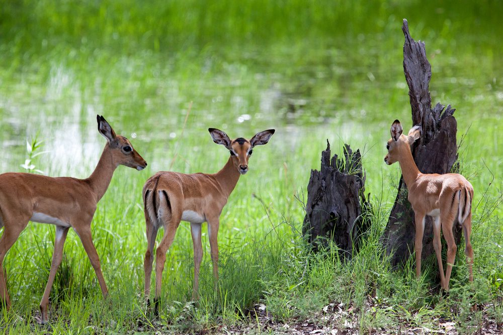 Responsible Wildlife Tourism in Zambia: How to Enjoy a Safari While Protecting Nature