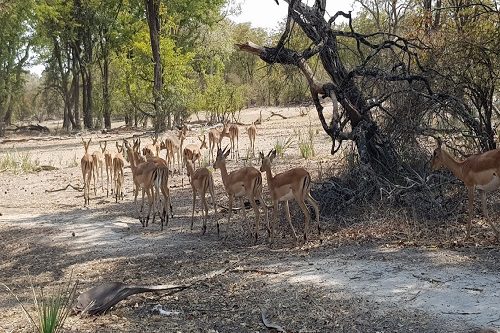 Wildlife Safaris in Livingstone, Zambia: Where to See Elephants, Rhinos and Other African Animals