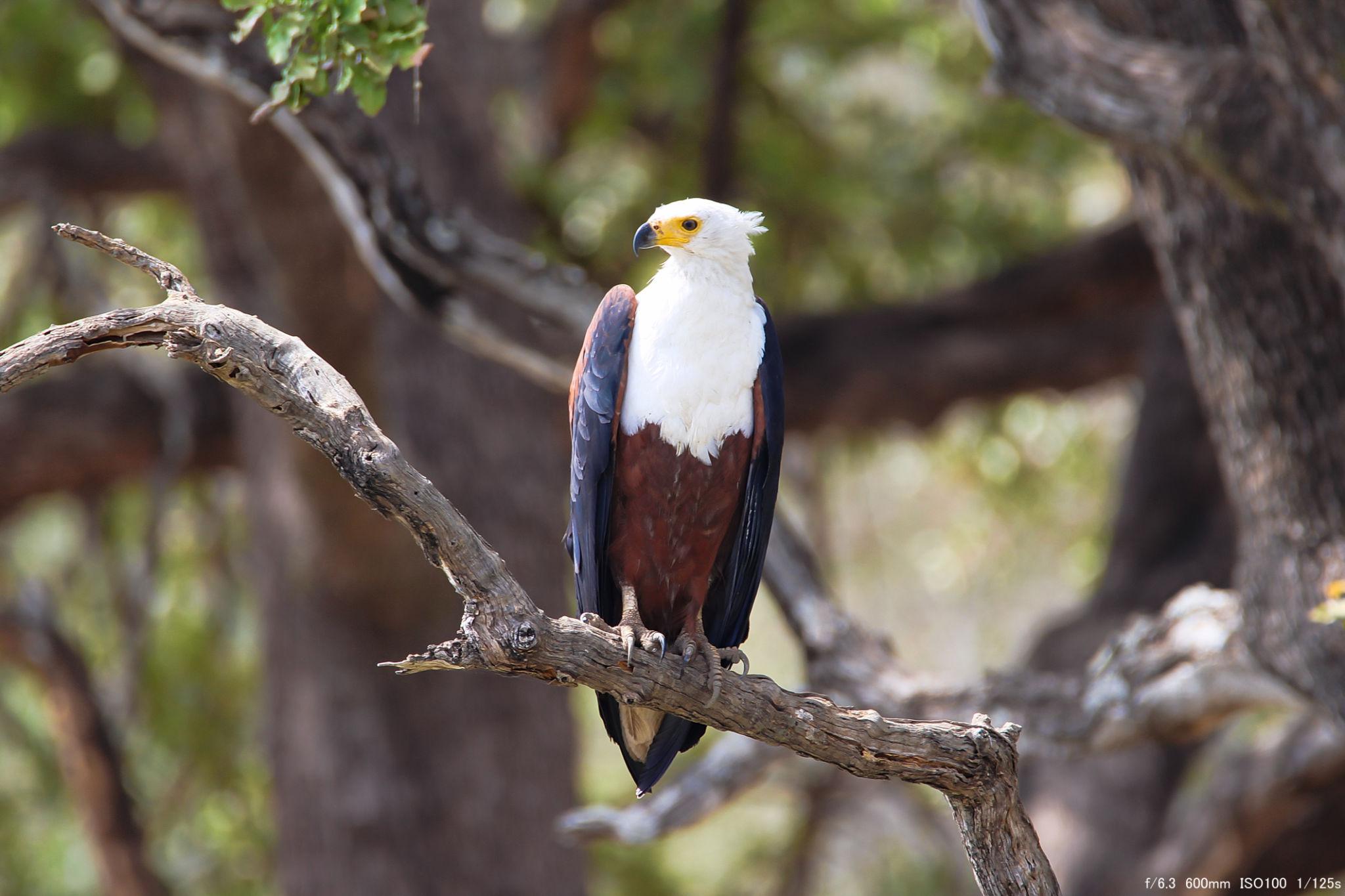 Birdwatching along the Zambezi River in Livingstone, Zambia